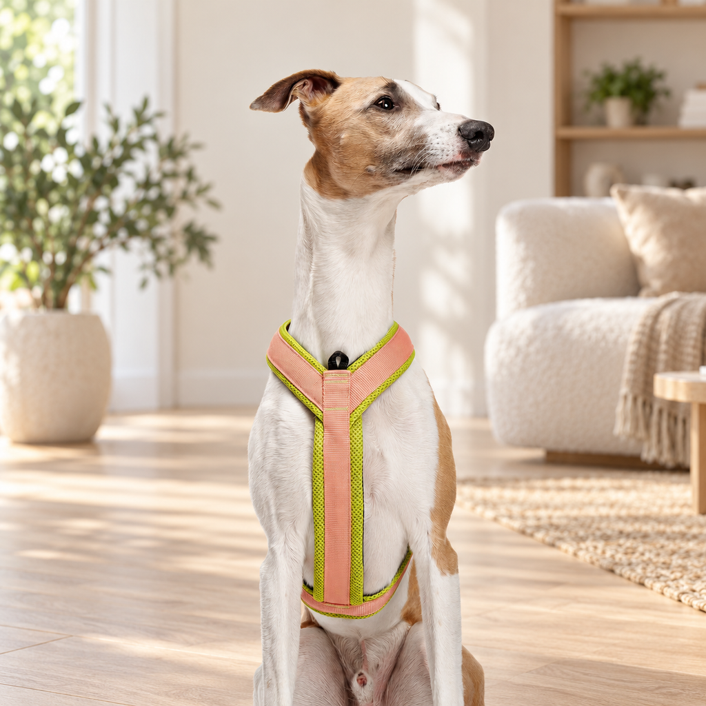 Y-1 Air-Mesh Dog Harness